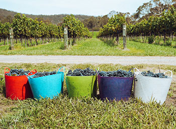 Agricultura regenerativa